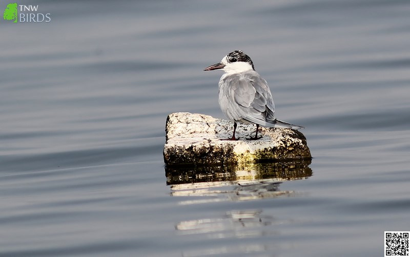 Whiskered Tern